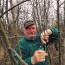 Som-mag gyümölcsös