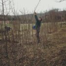 Som-mag gyümölcsös