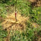 Som-mag gyümölcsös